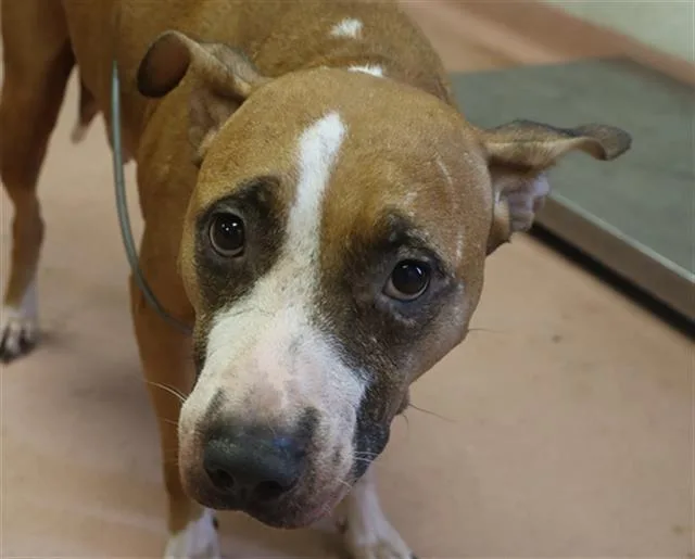 An adult large-sized female Mixed Breed dog named Emmy for adoption in Columbia, SC