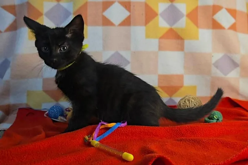 A baby medium-sized male Domestic Short Hair cat named Greenleaf for adoption in Miami, OK