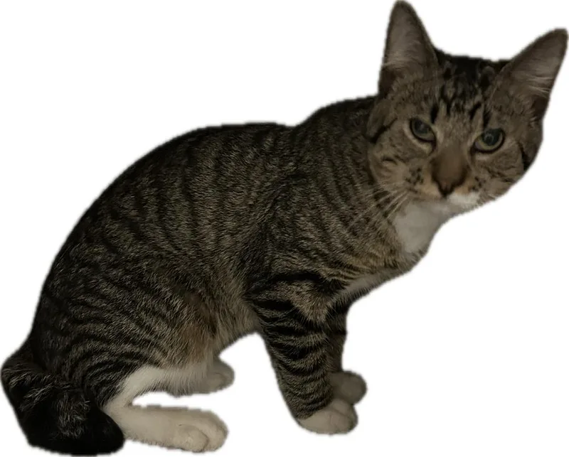 An adult large-sized male Tabby (Brown / Chocolate) Domestic Short Hair cat named Dagwood for adoption in Mason City, IA