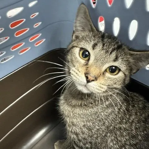 A baby small-sized male Brown / Chocolate Domestic Short Hair cat named Abu for adoption in Indianapolis, IN