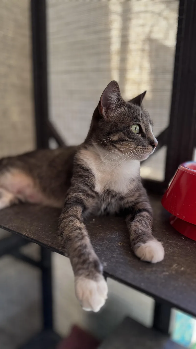 A young medium-sized female American Shorthair cat named Nala for adoption in Beverly Hills, CA