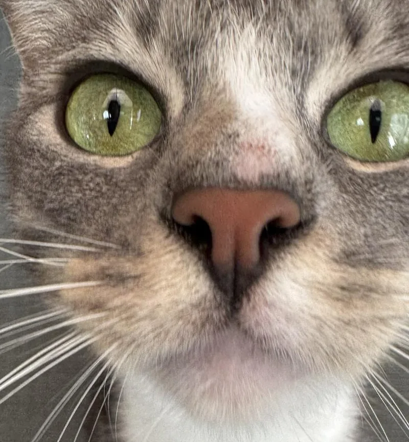 Nala thumbnail 2