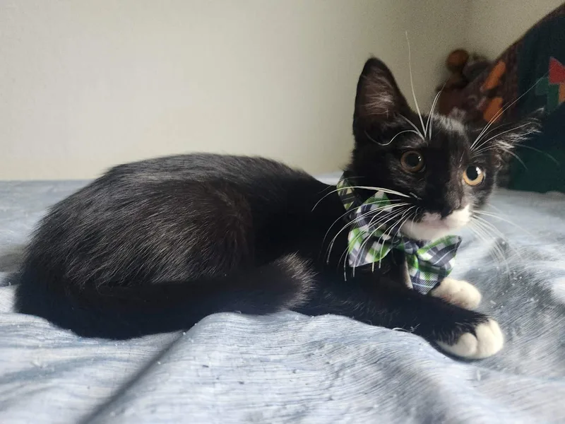 A baby medium-sized male Black & White / Tuxedo Domestic Medium Hair cat named Moe for adoption in Spring Branch, TX