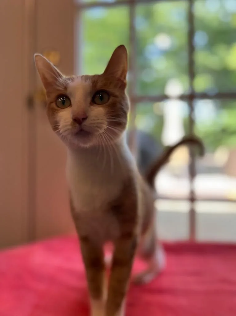 A young large-sized female Domestic Short Hair cat named Lyra for adoption in Ewing, NJ