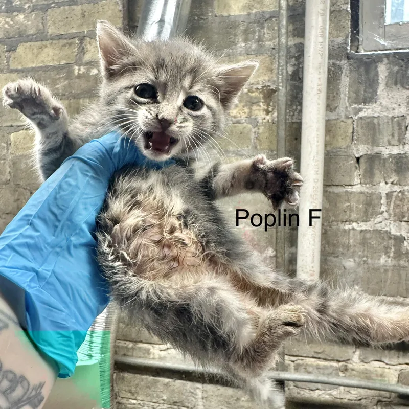 A baby small-sized female Tabby (Gray / Blue / Silver) Domestic Short Hair cat named Poplin for adoption in Milwaukee, WI