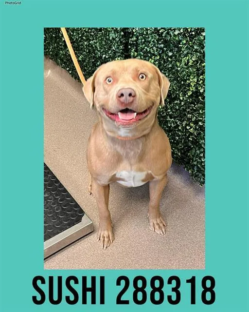 A young large-sized male Pit Bull Terrier dog named Sushi for adoption in Macon, GA