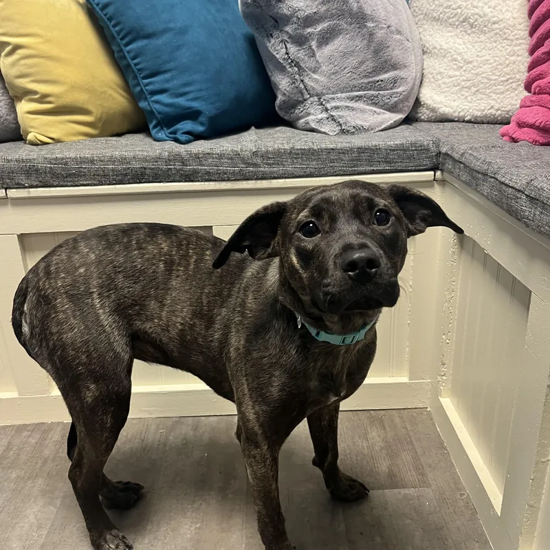 Rosalita thumbnail 2