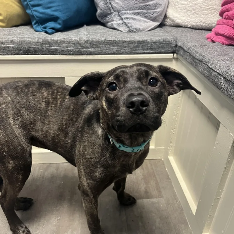 Rosalita thumbnail 4