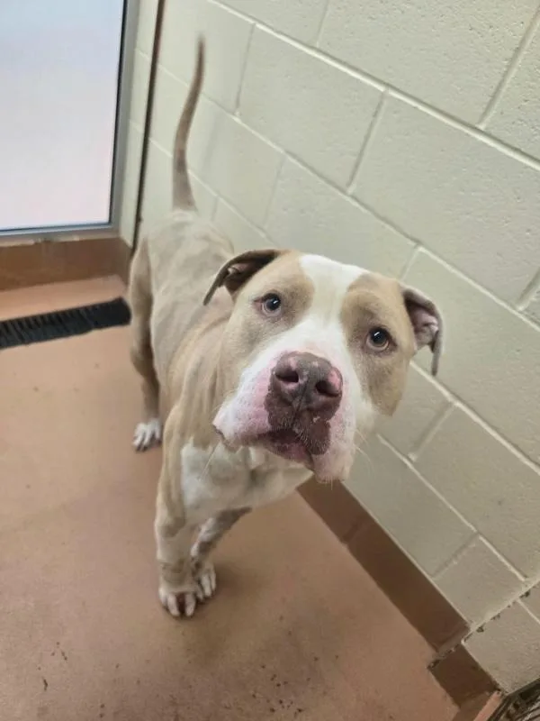 An adult extra large-sized male Pit Bull Terrier dog named Marshmallow for adoption in Kennewick, WA