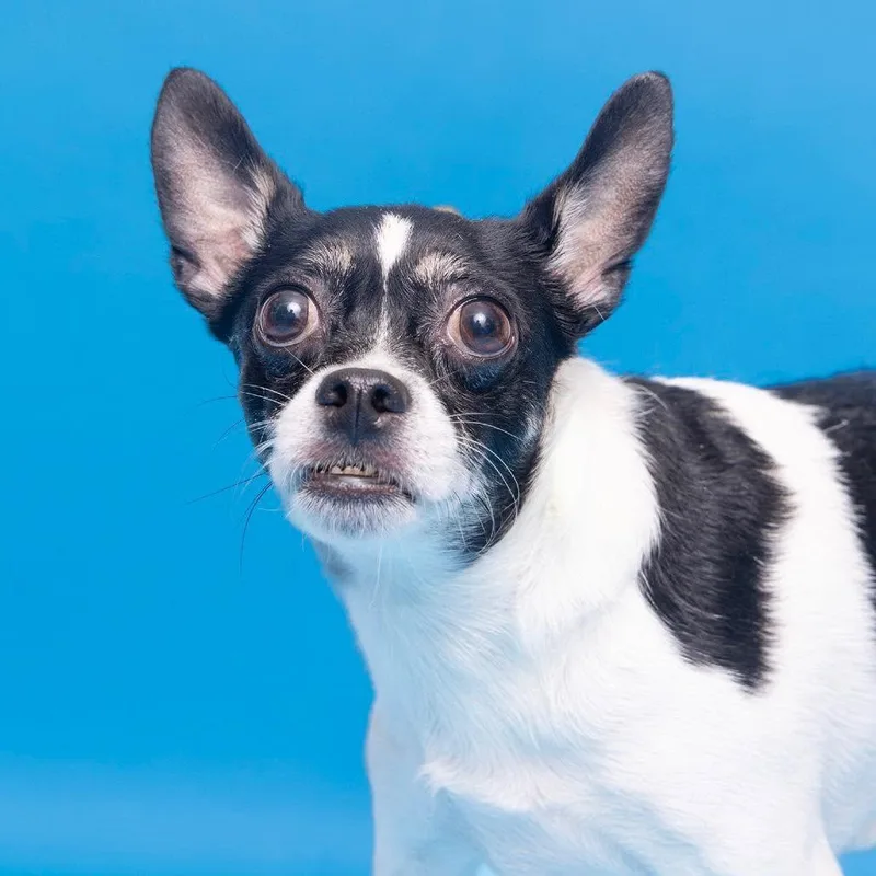 An adult medium-sized male Terrier dog named Serpico {coming Soon} for adoption in Nashville, TN
