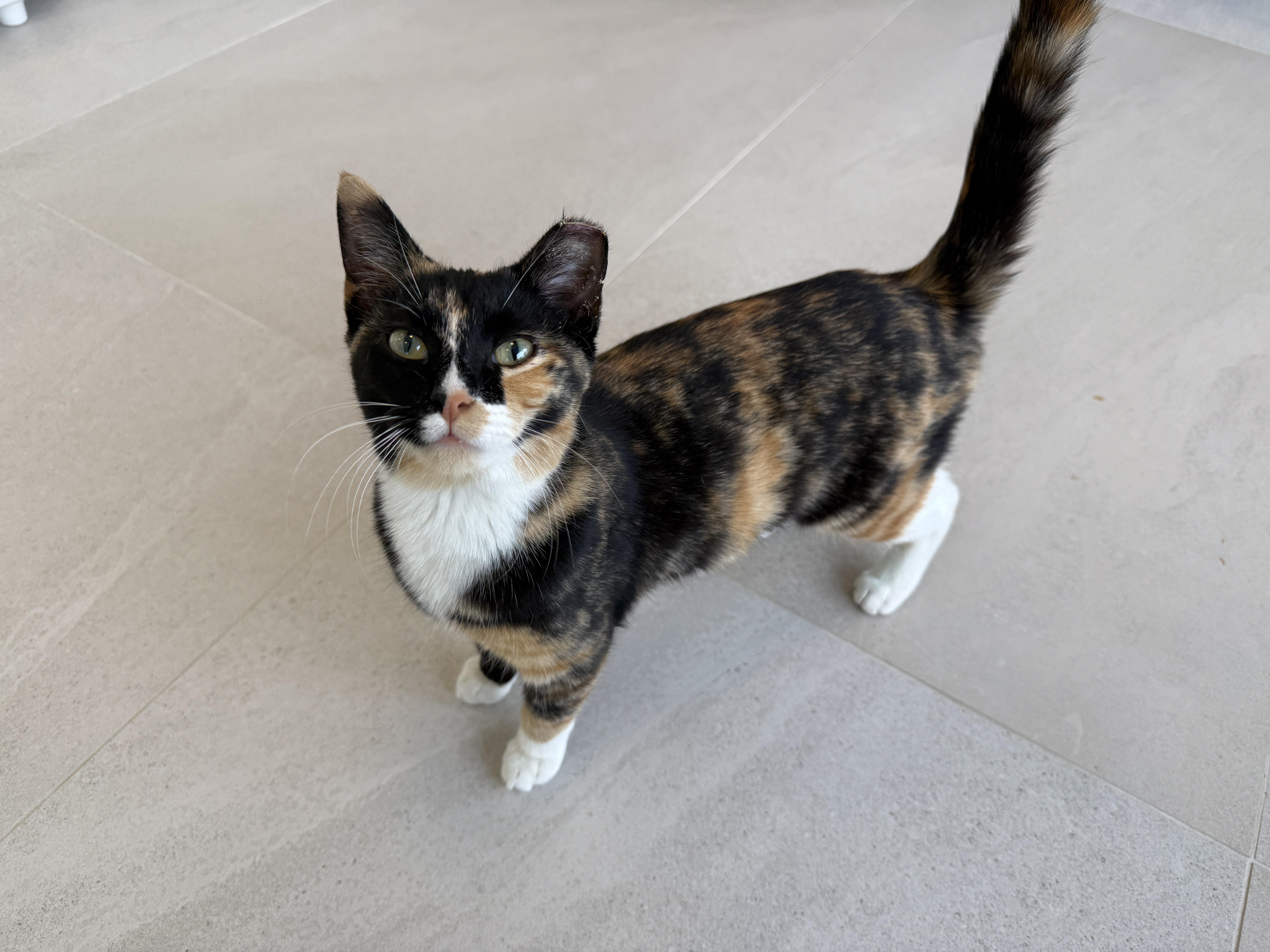 A baby medium-sized female Calico Domestic Short Hair cat named Mae for adoption in Evanston, IL
