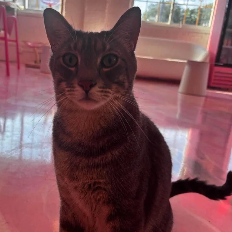 An adult small-sized male Gray / Blue / Silver Domestic Short Hair cat named Mr. Brightside for adoption in Forest Park, IL