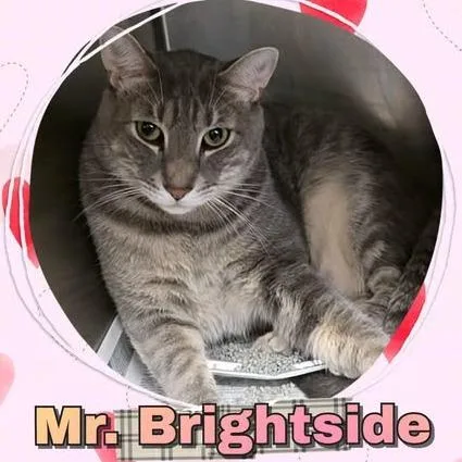 Mr. Brightside thumbnail 5