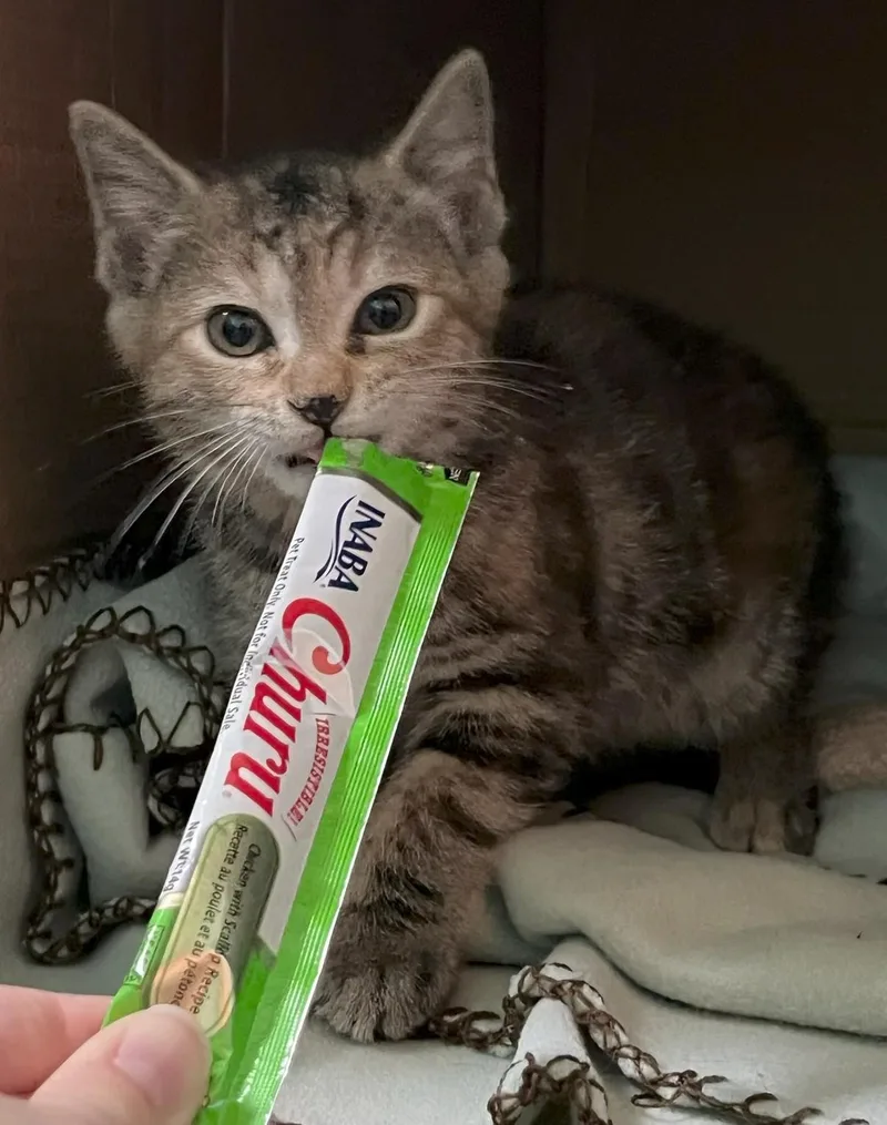 A baby medium-sized male Tabby (Brown / Chocolate) Domestic Short Hair cat named Bingo for adoption in Johnson City, TN