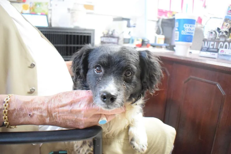 A young medium-sized male Border Collie dog named Boots for adoption in Pahrump, NV