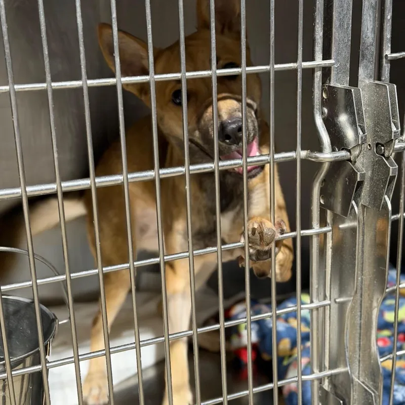 A young medium-sized female Yellow / Tan / Blond / Fawn Shepherd dog named Sable for adoption in Fort Smith, AR