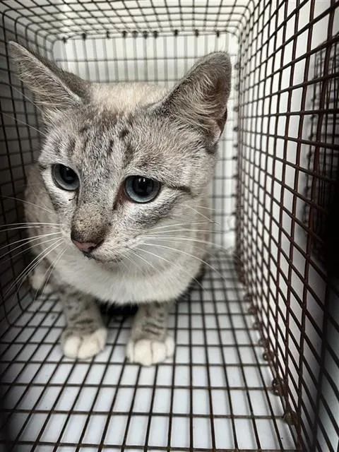 An adult medium-sized female Siamese cat named A for adoption in Houston, TX