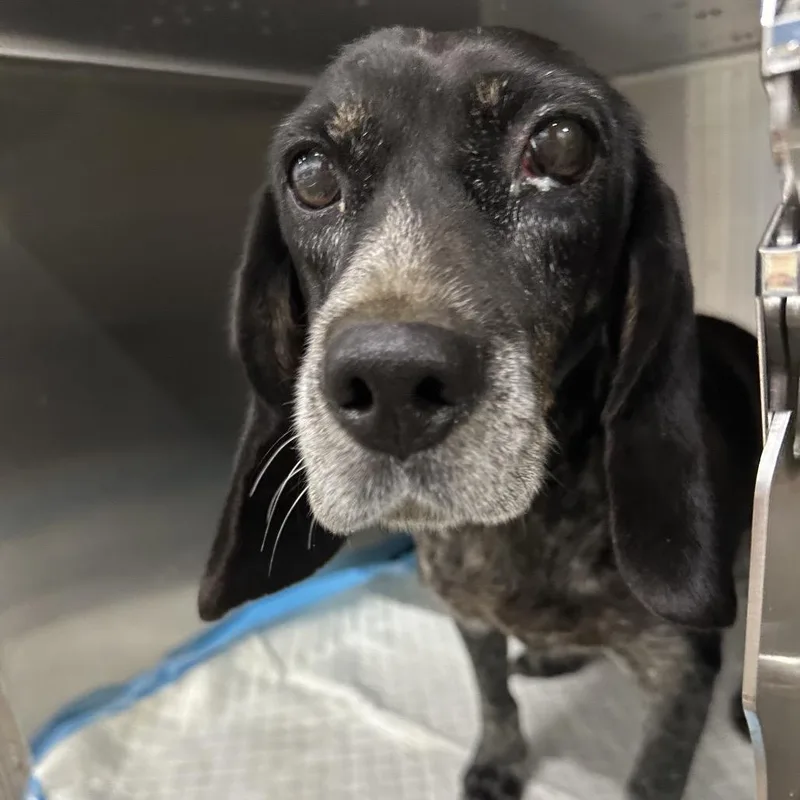 An adult medium-sized female Black Beagle dog named Maggie for adoption in Corbin, KY