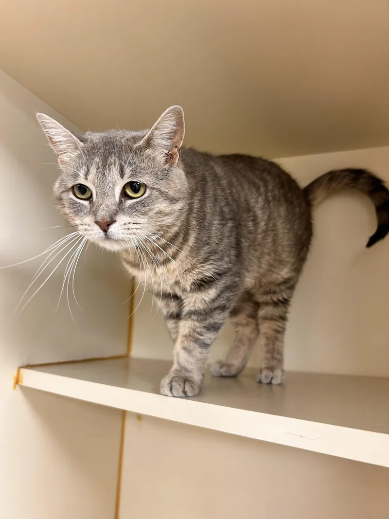 An adult medium-sized female Gray / Blue / Silver Domestic Short Hair cat named Orchid for adoption in Myerstown, PA