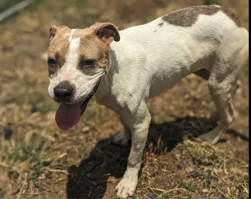 Bumblebee thumbnail 2