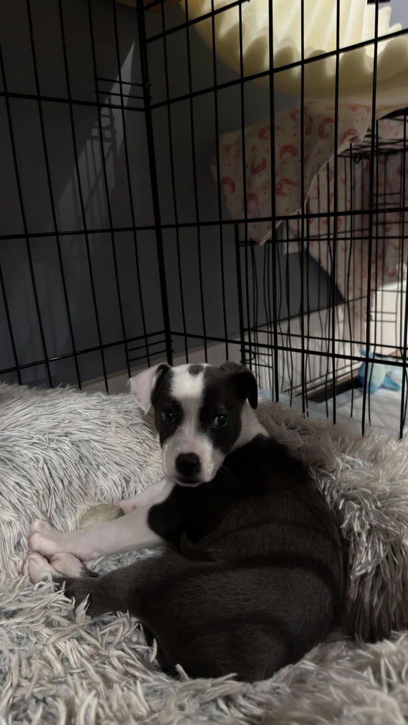 A baby medium-sized female Pit Bull Terrier dog named Precious for adoption in Tonawanda, NY