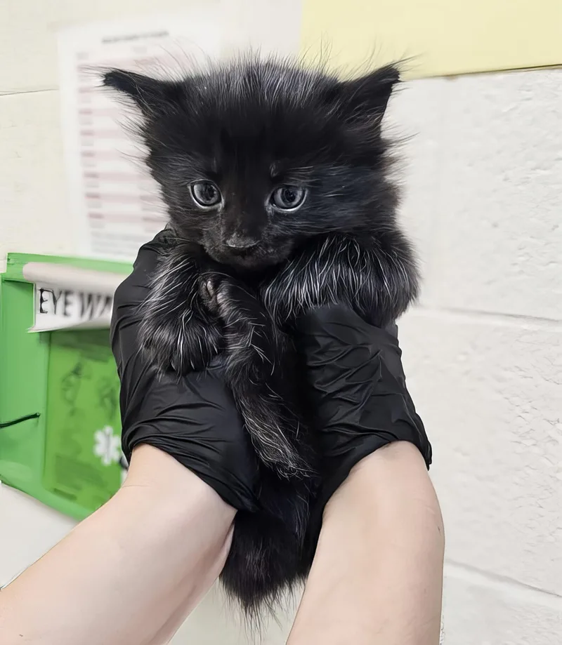 A baby medium-sized female Domestic Medium Hair cat named Chrissy for adoption in Nashville, TN