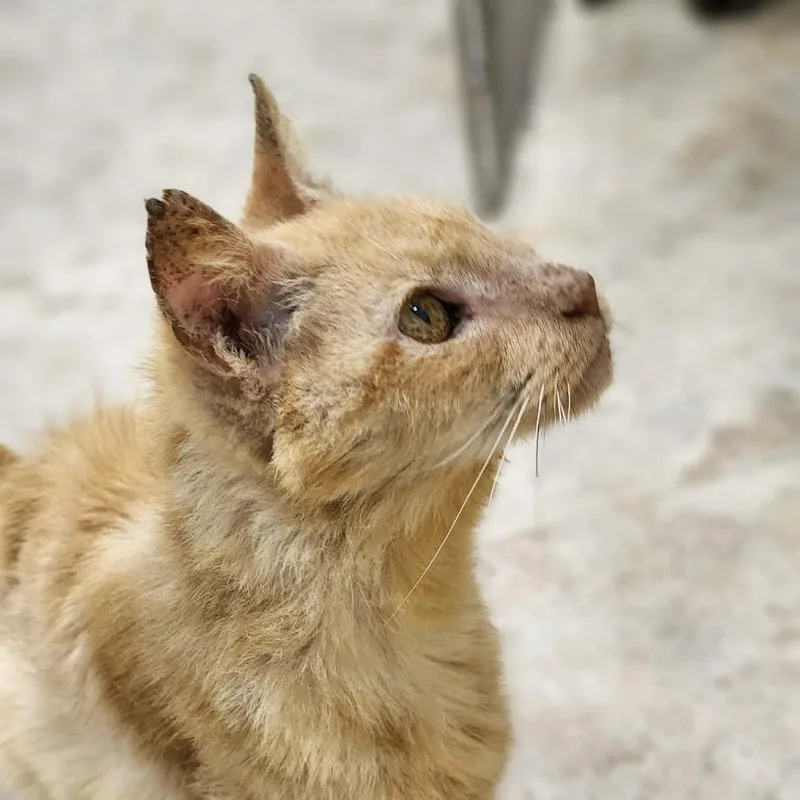 A senior medium-sized male Orange / Red Domestic Short Hair cat named Mr. Peabottom for adoption in East Smithfield , PA