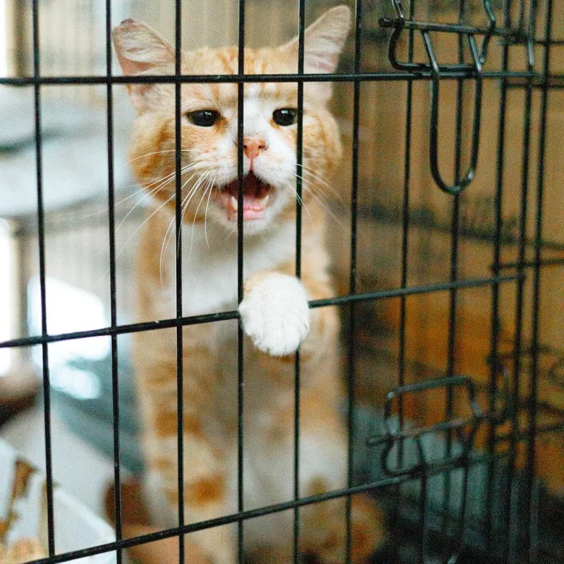 An adult small-sized male Orange / Red Domestic Short Hair cat named Orange Julius for adoption in Pacific Palisades, CA