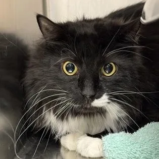 An adult extra large-sized male Domestic Medium Hair cat named Romeo for adoption in Worcester, MA