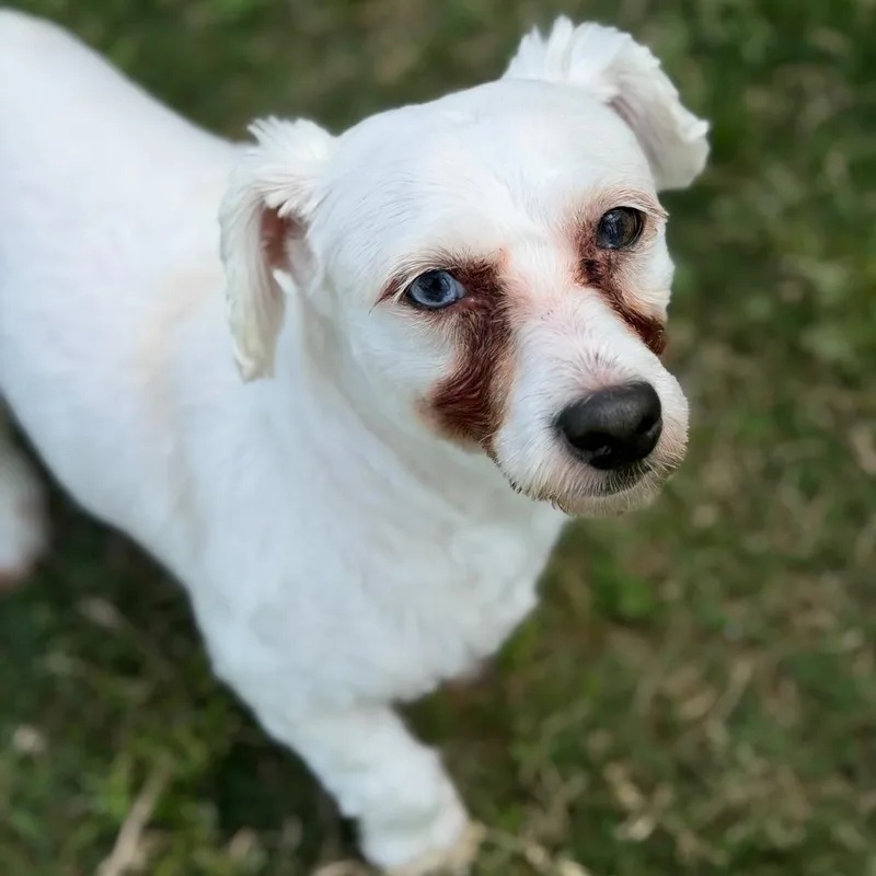 Dexter W thumbnail 2