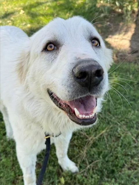 An adult large-sized male Great Pyrenees dog named Moose for adoption in Woodland, CA