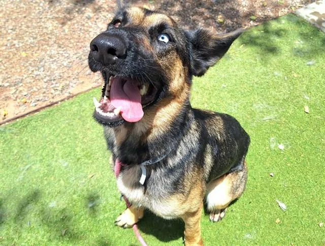 An adult large-sized female German Shepherd Dog dog named Sapphire for adoption in Phoenix, AZ