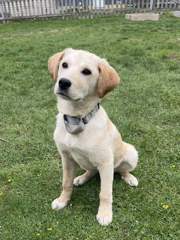 A baby medium-sized female Yellow / Tan / Blond / Fawn Labrador Retriever dog named Chrissy for adoption in Cheektowaga, NY