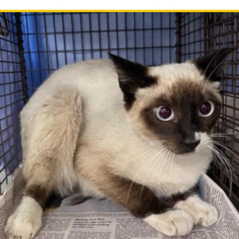 An adult medium-sized female Siamese cat named Loquita for adoption in Los Angeles, CA