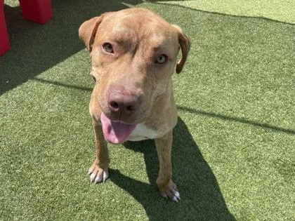 An adult large-sized male Labrador Retriever dog named Frito for adoption in Independence, MO