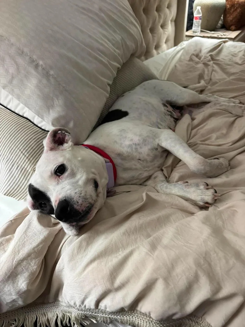 An adult medium-sized female Pit Bull Terrier dog named Sam & Izzy for adoption in Germantown, OH