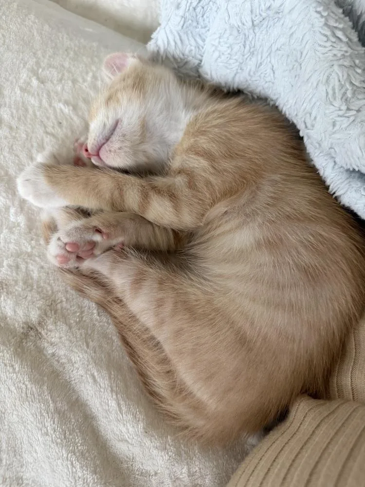 A baby medium-sized male Domestic Short Hair cat named Spice for adoption in Lafayette, CO