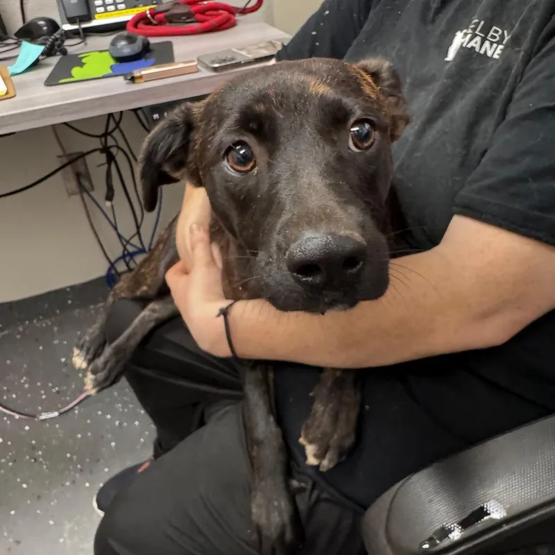 A young small-sized male Black Mixed Breed dog named Pj for adoption in Columbiana, AL