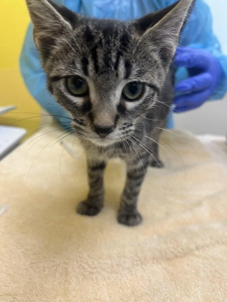 A baby small-sized male Tabby (Brown / Chocolate) Domestic Short Hair cat named Little Foot for adoption in Raleigh, NC