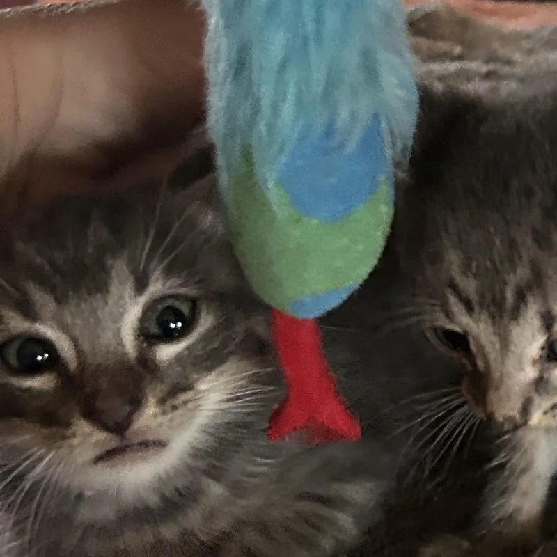Atlas thumbnail 3