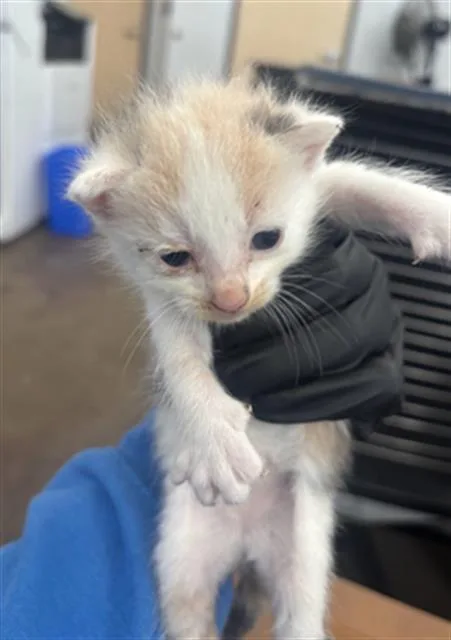 A baby medium-sized female Domestic Short Hair cat named Honey for adoption in Dallas, TX