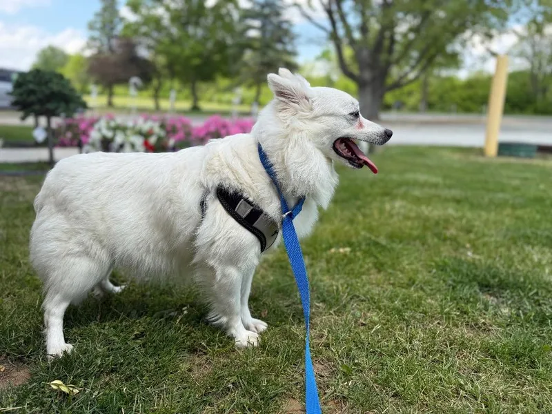 A young small-sized female American Eskimo Dog dog named Ella for adoption in Syracuse, IN