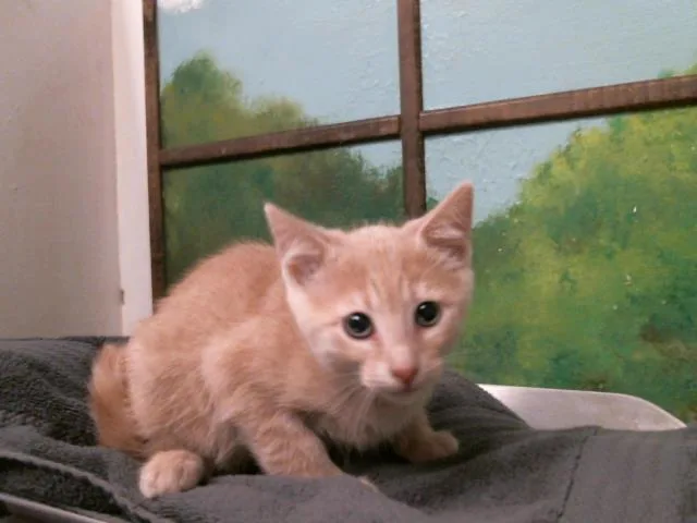 A baby small-sized female Domestic Short Hair cat named Kiki for adoption in Houston, TX