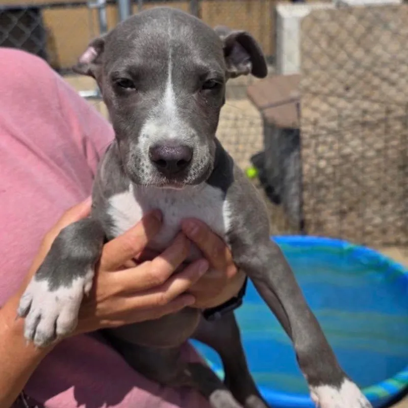 A baby small-sized female Gray / Blue / Silver Mixed Breed dog named Ezra for adoption in Buffalo, MN