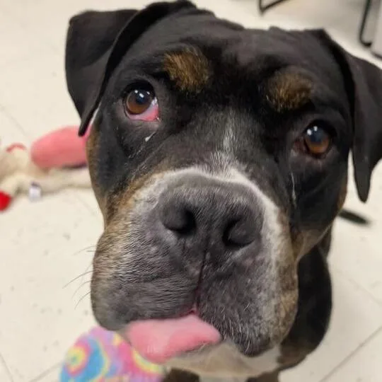 Big Stompy Boots thumbnail 2