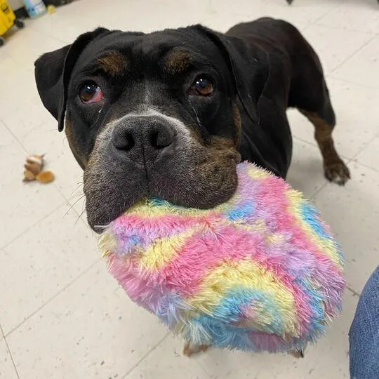 Big Stompy Boots thumbnail 3