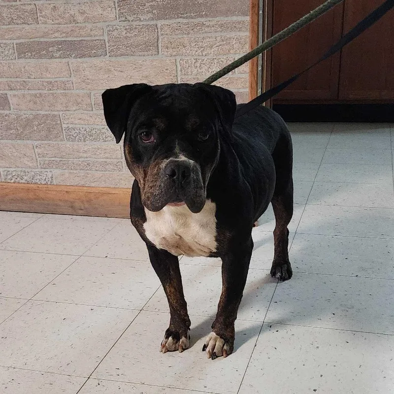 Big Stompy Boots thumbnail 4