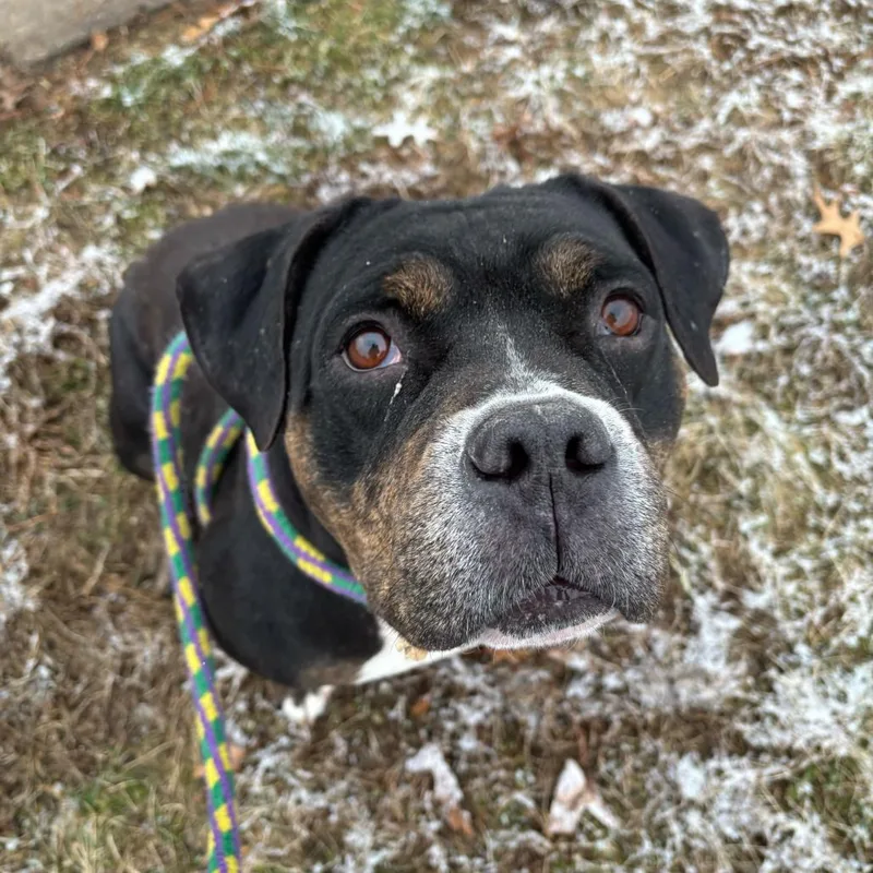 Big Stompy Boots thumbnail 5