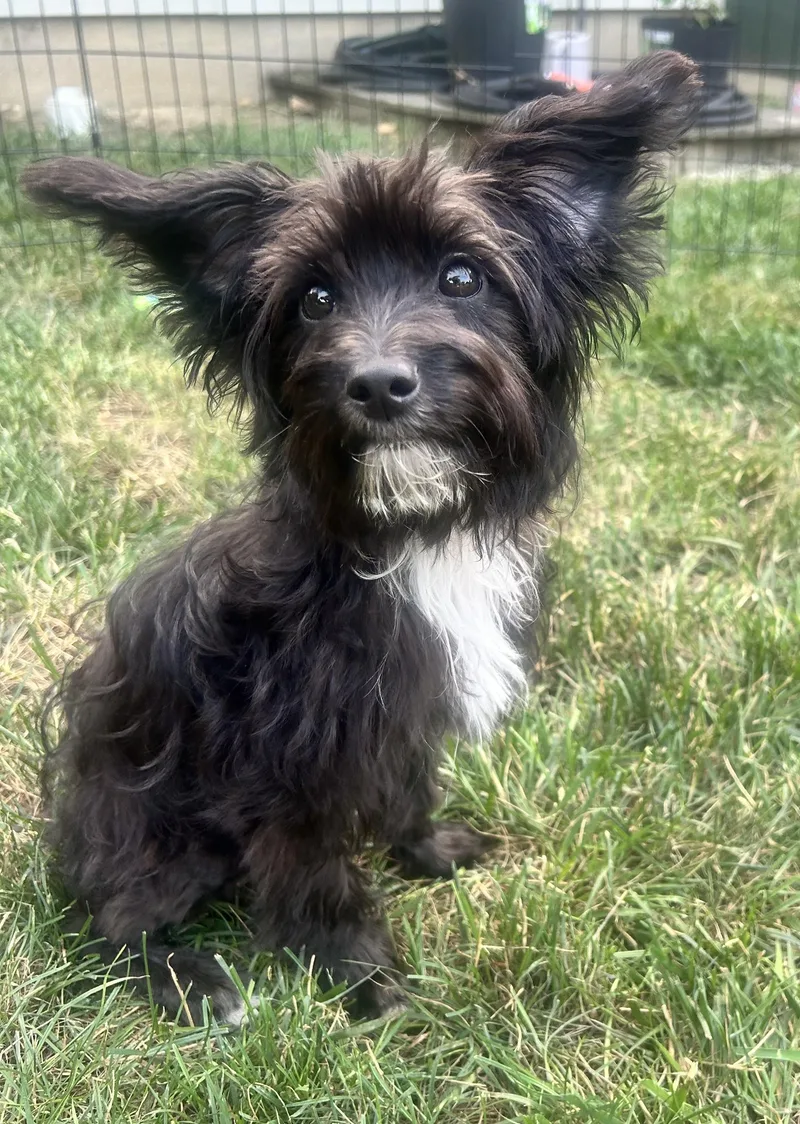 Ted
