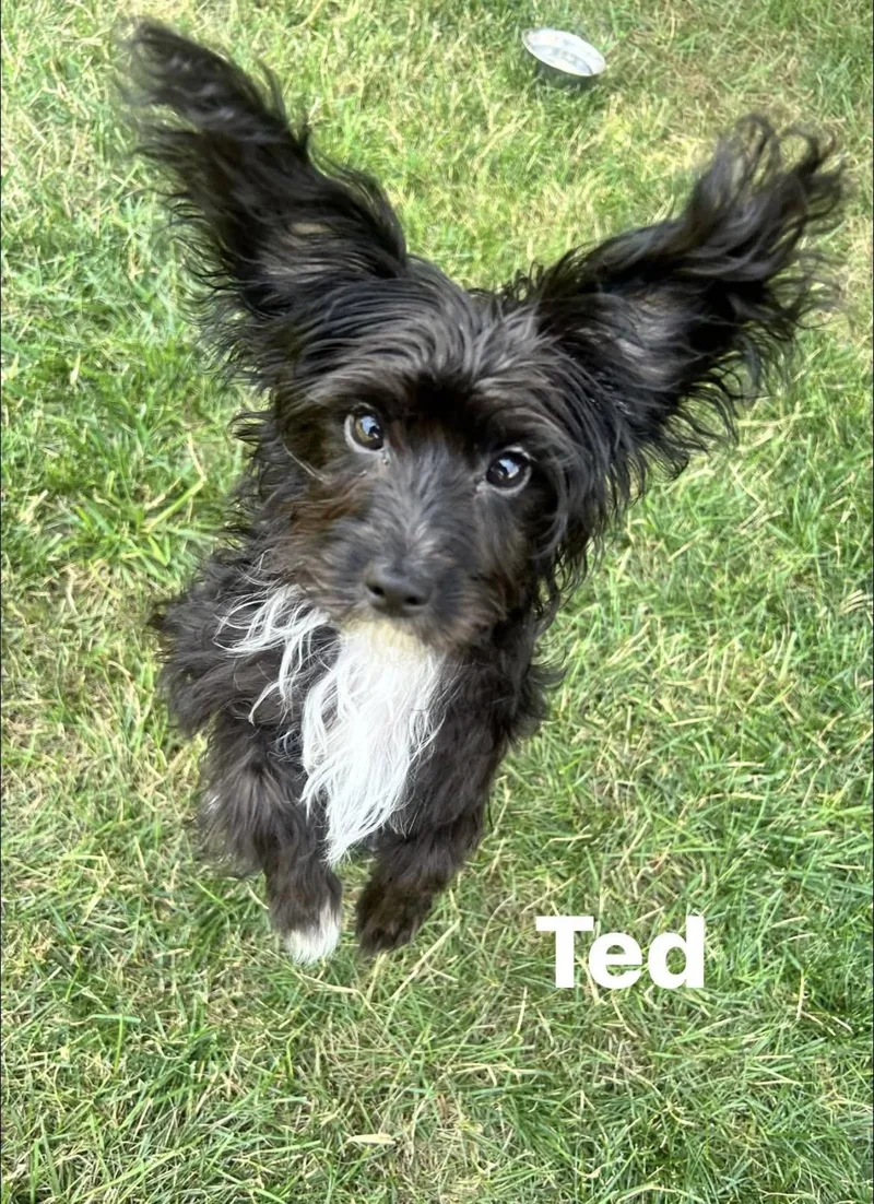 Ted thumbnail 5